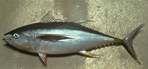 Image result for "thunnus Albacares". Size: 214 x 100. Source: ncfishes.com