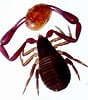 Image result for "cornucalanus Chelifer". Size: 88 x 100. Source: www.pinterest.com