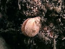 Image result for "terebratulina Retusa". Size: 132 x 100. Source: www.marinespecies.org