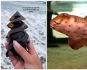 Image result for Shark Eggs. Size: 125 x 100. Source: autos.yahoo.com