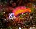 Image result for "lipophrys Nigriceps". Size: 125 x 100. Source: it.wikipedia.org
