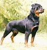 Bilderesultat for Rottweiler. Størrelse: 94 x 100. Kilde: wildlife-photographs.blogspot.com