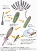 ラベンダー 花の構造 に対する画像結果.サイズ: 74 x 100。ソース: shizenjin.net