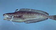 Image result for "urophycis Tenuis". Size: 184 x 100. Source: ncfishes.com