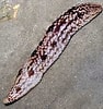 Image result for "holothuria Notabilis". Size: 94 x 100. Source: www.wildsingapore.com