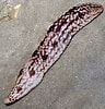 Afbeeldingsresultaten voor Holothuria notabilis Familie. Grootte: 96 x 100. Bron: www.wildsingapore.com