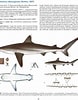 Image result for "carcharhinus Hemiodon". Size: 78 x 100. Source: pfeil-verlag.de