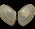 Image result for "tellina Tenuis". Size: 119 x 100. Source: www.aphotomarine.com