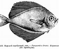 Image result for "pterycombus Brama". Size: 120 x 100. Source: fishbiosystem.ru