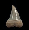 Image result for "challengeria Xiphodon". Size: 97 x 100. Source: www.pinterest.co.uk