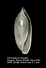 Image result for "volvulella Acuminata". Size: 68 x 100. Source: www.marinespecies.org