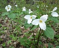 Image result for White Trillium. Size: 123 x 100. Source: www.songofthewoods.com
