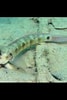 "oxyurichthys Papuensis" に対する画像結果.サイズ: 67 x 100。ソース: www.nangokulife.net