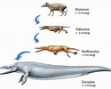 Image result for evolution of Whales. Size: 125 x 100. Source: www.pinterest.com