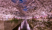 Bildergebnis für cerezos en flor Sakura. Größe: 172 x 100. Quelle: historiahoy.com.ar