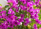 Image result for "bougainvillea Pyramidata". Size: 140 x 100. Source: www.jardiner-malin.fr