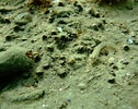 Image result for Microlipophrys dalmatinus. Size: 126 x 100. Source: www.lagunaproject.it