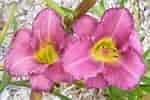 Image result for "lilyopsis Rosea". Size: 150 x 100. Source: www.woodedendaylilies.net