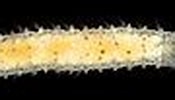 Afbeeldingsresultaten voor Sphaerodoropsis minuta Geslacht. Grootte: 175 x 51. Bron: commons.wikimedia.org