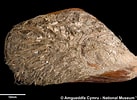 Image result for "modiolus Barbatus". Size: 137 x 100. Source: alchetron.com