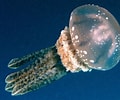 Afbeeldingsresultaten voor "atlanticella Craspedota". Grootte: 120 x 100. Bron: www-universoanimal.blogspot.com