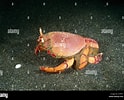 Image result for Ranina Ranina Spanner Crab. Size: 124 x 100. Source: www.alamy.com