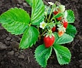 Image result for Strawberry Plants. Size: 121 x 100. Source: www.thriftyfun.com