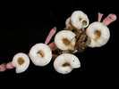 "spirorbis Corallinae" に対する画像結果.サイズ: 133 x 100。ソース: www.aphotomarine.com