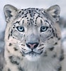Résultat d’image pour Snow Leopard Photography. Taille: 93 x 100. Source: www.cranekalmanbrighton.com