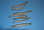 Image result for Lesser sand eel Habitat. Size: 149 x 100. Source: oppdagfisk.blogspot.com