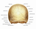 Image result for "craniella Cranium". Size: 126 x 100. Source: www.sschittorgarh.com