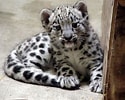 Résultat d’image pour Newborn Baby Snow leopard. Taille: 125 x 100. Source: bilscreen.blogspot.com