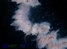 Apolemia uvaria Anatomie に対する画像結果.サイズ: 135 x 100。ソース: diver.net