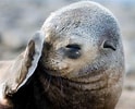 Image result for Seal Animal. Size: 124 x 100. Source: www.pinterest.com