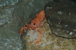 Image result for "metanephrops Armatus". Size: 150 x 100. Source: www.zoochat.com