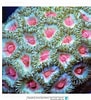 Image result for "Zoanthus Pulchellus". Size: 91 x 100. Source: www.reeflex.net
