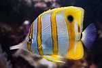 Billedresultat for Butterflyfish. størrelse: 150 x 100. Kilde: www.coralrealm.com