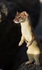 Stoat animal માટે ઇમેજ પરિણામ. માપ: 61 x 100. સ્ત્રોત: www.pinterest.com