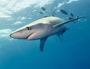 Afbeeldingsresultaten voor grote blauwe haai. Grootte: 131 x 100. Bron: www.dierenfun.com