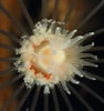 Image result for Tubulariidae. Size: 94 x 100. Source: www.roboastra.com
