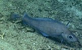 Image result for "lepidion Guentheri". Size: 162 x 100. Source: oceanexplorer.noaa.gov