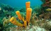 Image result for "rissoa Porifera". Size: 162 x 100. Source: barnes18.weebly.com