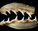 Image result for "rhizoprionodon Taylori". Size: 122 x 100. Source: www.discoverlife.org