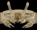 Image result for "portunus Macrophthalmus". Size: 123 x 100. Source: www.roboastra.com