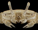 Image result for "portunus Macrophthalmus". Size: 125 x 100. Source: www.roboastra.com