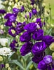Image result for Lisianthus Flowers. Size: 77 x 100. Source: www.homestratosphere.com