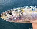 Image result for "sardinella Aurita". Size: 126 x 100. Source: www.aquaportail.com