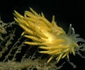 Image result for "cuthona Pustulata". Size: 122 x 100. Source: www.marinespecies.org