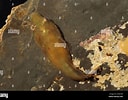 Image result for "lepadogaster Candollei". Size: 128 x 100. Source: www.alamy.com