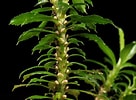 Afbeeldingsresultaten voor "lychnaspis Serrata". Grootte: 136 x 100. Bron: phytoimages.siu.edu